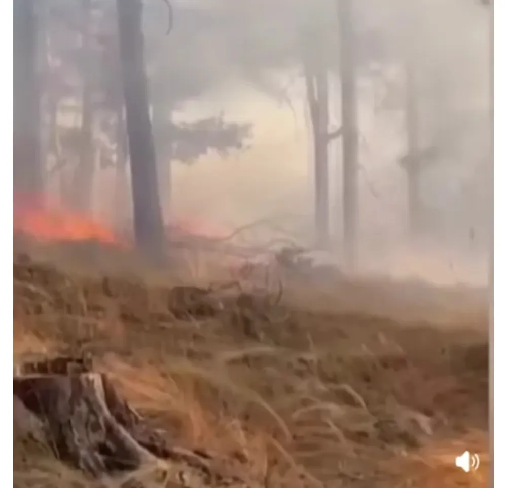  ŞENKAYA’DA KORKUTAN ORMAN YANGINLARI