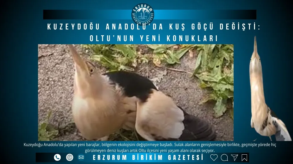 Kuzeydoğu Anadolu’da Kuş Göçü Değişti: Oltu’nun Yeni Konukları