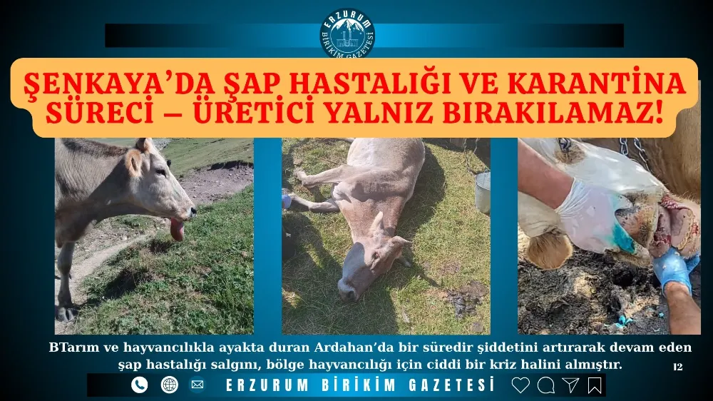 Şenkaya